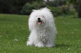 BICHON BOLONAIS 029